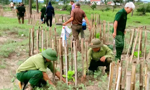 Cựu chiến binh xã Đan Hải ra quân chăm sóc, bảo vệ hệ thống cây xanh ven biển