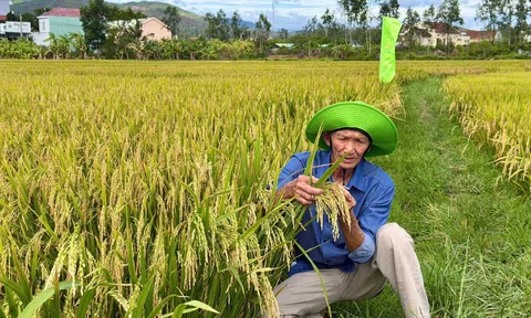 ThaiBinh Seed muốn xây dựng “thủ phủ” giống cây trồng miền Trung tại Đà Nẵng