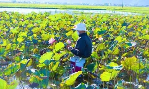 Trồng sen vừa tạo cảnh quan vừa cho thu nhập khá tại phường Hải Ninh