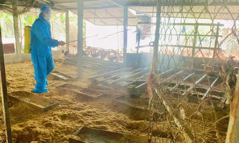 Khẩn trương phòng, chống bệnh lở mồm long móng tại Hà Tĩnh