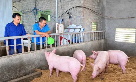 Nông dân xã Đan Hải vững tin với mô hình chăn nuôi “5 không”