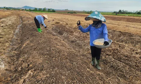 Nông dân Can Lộc chạy đua với thời tiết để khép kín diện tích trồng hành