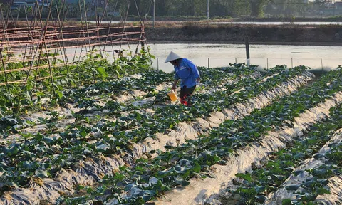 Hà Tĩnh: Linh hoạt để sản xuất rau vụ Đông