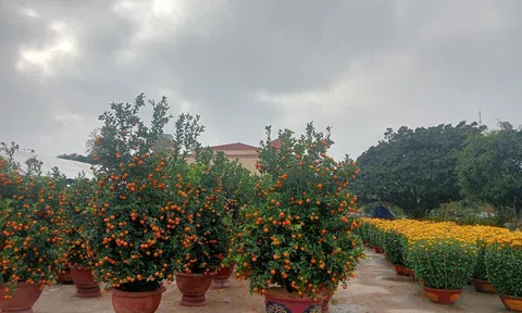 Quảng Trị: Hoa Tết "vắng khách", thương lái thấp thỏm