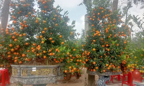 Hà Tĩnh triển khai  đồng bộ các nhiệm vụ, giải pháp phục vụ Nhân dân đón Tết