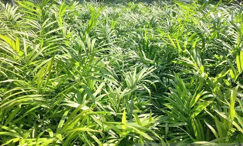 HTX nông lâm Hà Thành: Đưa mây rừng thành sinh kế bền vững