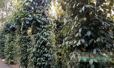 Phủ xanh đồi trọc bằng hồ tiêu: Hướng đi bền vững ở Trung Thuần