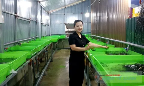 Nữ cử nhân kinh tế thành công với mô hình nuôi lươn không bùn ở Hà Tĩnh