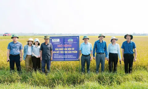 Quảng Trị: Liên kết chuỗi giá trị nâng cao hiệu trong quả sản xuất lúa gạo