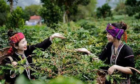 Quảng Trị chủ động đáp ứng tiêu chuẩn chống mất rừng của EU