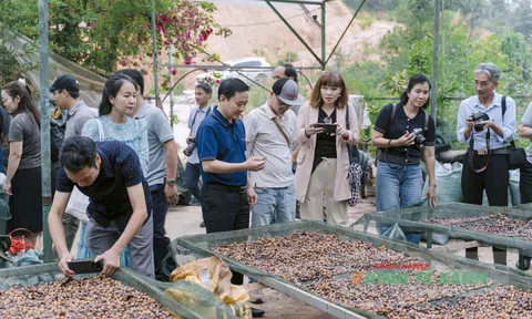 Cà phê Khe Sanh: Hành trình 100 năm từ vùng đất chiến tranh đến thương hiệu nông sản đặc sắc