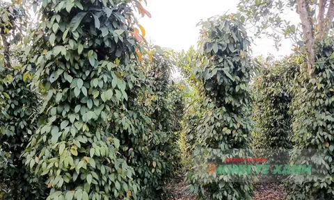 Quảng Trị tăng cường chăm sóc hồ tiêu, hướng tới phát triển bền vững vùng nguyên liệu