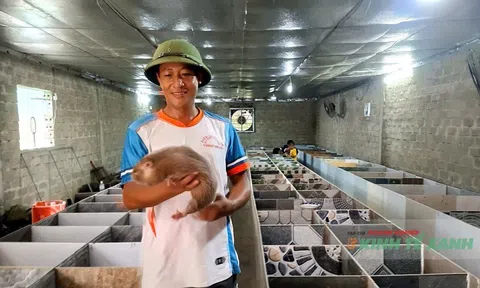 Từ bục giảng đến trang trại: Thầy giáo ở Hà Tĩnh thành công với mô hình nuôi dúi