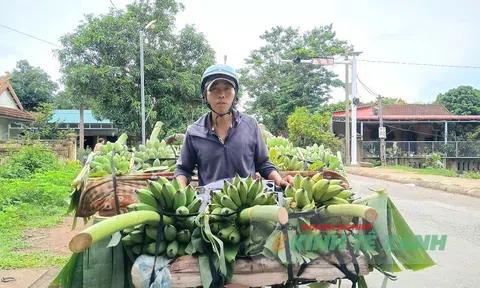 Chuối Mật mốc Lao Bảo – Từ sinh kế vùng biên đến kỳ vọng đổi mới sản xuất