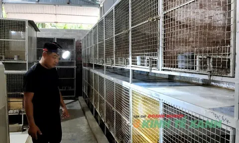 Kỹ sư xây dựng về quê khởi nghiệp với mô hình nuôi chồn hương, thu nhập gần 400 triệu đồng mỗi năm