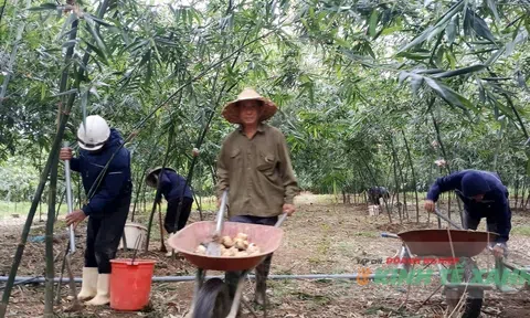 Tre Lục Trúc – hướng đi mới trong chuyển đổi cây trồng, thích ứng với biến đổi khí hậu
