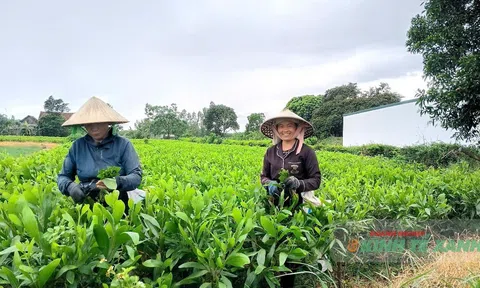 Nghề sản xuất keo giống giâm hom – hướng làm giàu của người dân Hoàn Lão