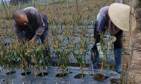 Điều tra vụ phá hoại gần 1ha ớt tại Hiệp Thạnh, thiệt hại 2 tỷ đồng