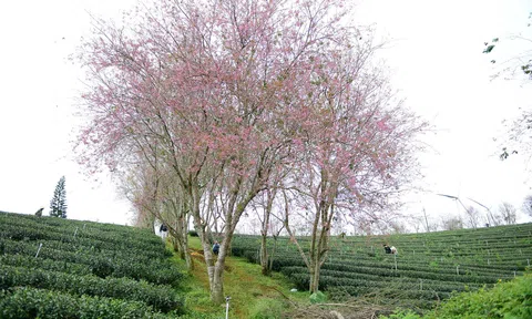 Mai anh đào bung nở trên đồi chè Cầu Đất, du khách mê mẩn check-in dịp Tết Dương lịch