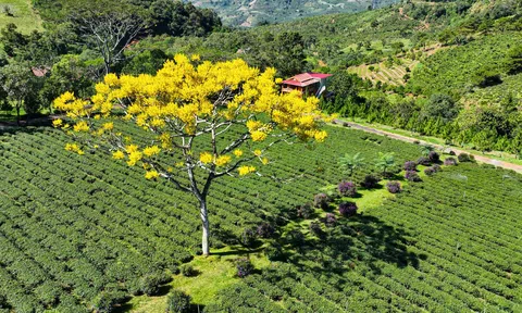 Ghé thăm Tu viện Bát Nhã – Nơi phượng vàng rực rỡ mùa xuân ở Bảo Lộc