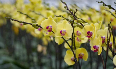 Giữ nhịp nở cho mùa hoa Tết ở “thủ phủ” Mê Linh