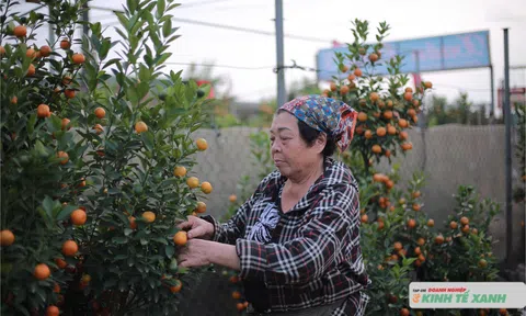 Làng quất Tứ Liên vào mùa Tết: Sắc xuân rộn rã giữa Thủ đô