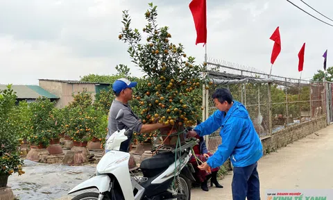 Thị trường quất cảnh Hà Nội sôi động sớm trước Tết Bính Ngọ