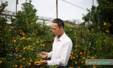 Nghệ nhân “bàn tay vàng” Bùi Thế Mạnh – Người thổi hồn nghệ thuật vào cây quất Tứ Liên
