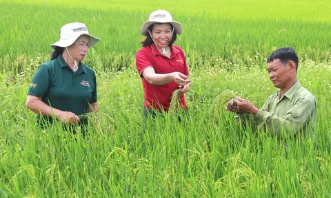 Tăng cường vai trò hợp tác xã trong chuỗi giá trị nông nghiệp gắn với doanh nghiệp