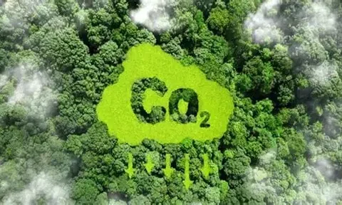 Từ tháng 7/2026, doanh nghiệp được mua tín chỉ carbon rừng để bù trừ phát thải