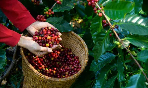 Nestlé Việt Nam thúc đẩy cà phê tái sinh, giảm phát thải để đáp ứng EUDR