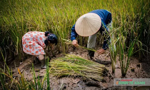 Ruộng lúa – rươi: Khi thuận tự nhiên tạo nên “giá trị kép”