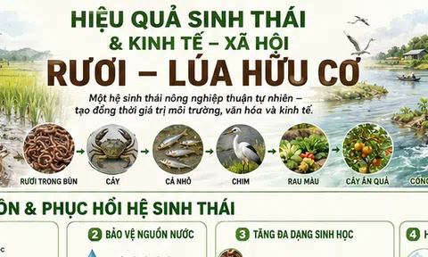 Rươi – lúa hữu cơ: Gieo giá trị từ thuận tự nhiên