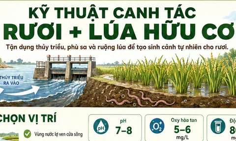Kỹ thuật canh tác rươi – lúa hữu cơ: Tận dụng tự nhiên, nâng giá trị sản xuất