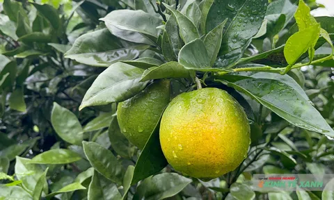 Sơn La: Nông nghiệp sinh thái - hữu cơ mở hướng sinh kế mới