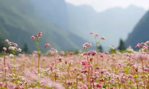 Đi giữa mùa hoa tam giác mạch
