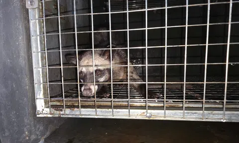 Đà Nẵng: Phát triển chăn nuôi cầy vòi hương theo hướng bền vững