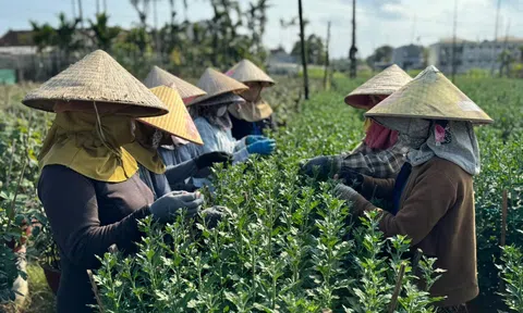 Quảng Ngãi: Thủ phủ hoa cúc miền Trung nhộn nhịp vào mùa Tết Bính Ngọ 2026