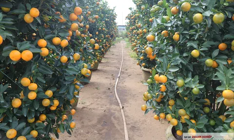 Đà Nẵng: Quất cảnh Hội An Tây vào vụ Tết Bính Ngọ 2026