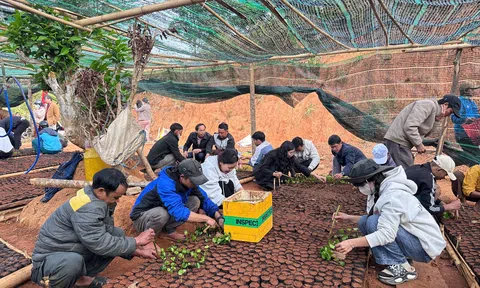 Quảng Ngãi: 300 người tham gia làm cây giống giúp đồng bào phát triển vườn cà phê đặc sản