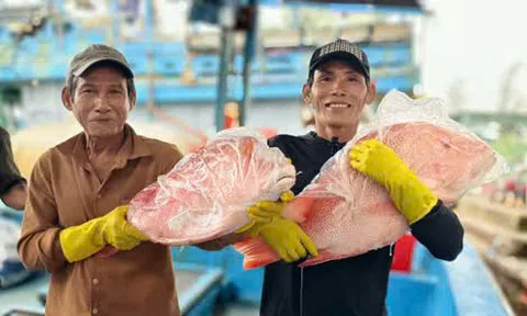 Ngư dân Quảng Ngãi trúng đậm mùa biển, cảng cá nhộn nhịp ngày tàu về