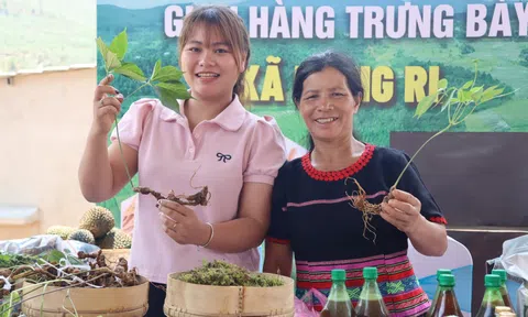 Quảng Ngãi: Xã Măng Ri giữ nhịp phát triển kinh tế - xã hội, mở rộng vùng dược liệu quý