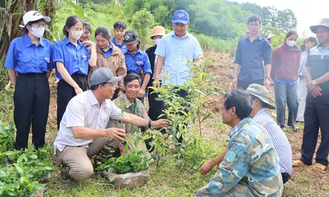 Quảng Ngãi: Từ Đại hội không hoa đến khát vọng xây dựng thương hiệu cà phê đặc sản Tu Mơ Rông