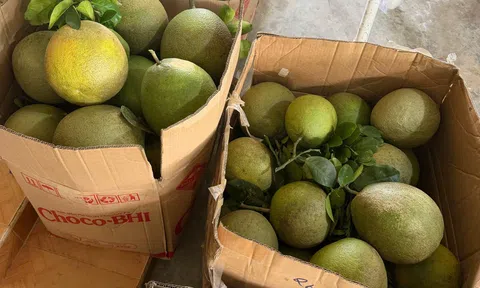 Đà Nẵng: Bưởi da xanh Phước Trà đạt chứng nhận VietGAP