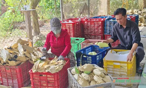 Thị trường xoài Cần Thơ khởi sắc, giá cả giữ mức ổn định