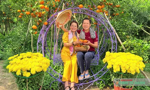 Cần Thơ: Sắc quýt chín thu hút khách tham quan dịp cuối năm