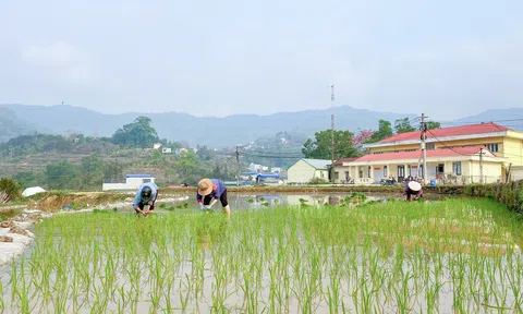 Thích ứng sản xuất vụ Xuân ở Tuyên Quang, hướng đi bền vững cho nông nghiệp vùng cao