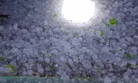 Tuyên Quang: Mưa đá trái mùa gây thiệt hại hoa màu, hàng trăm hộ dân bị ảnh hưởng