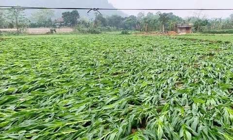 Mưa dông gây thiệt hại nghiêm trọng tại Tuyên Quang: 1 người tử vong, hàng trăm nhà dân bị tốc mái