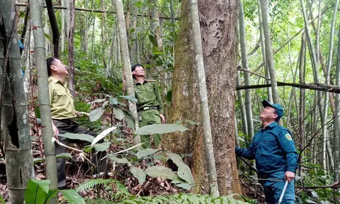Tuyên Quang ban hành văn bản “nóng” tăng cường phòng cháy, chữa cháy rừng